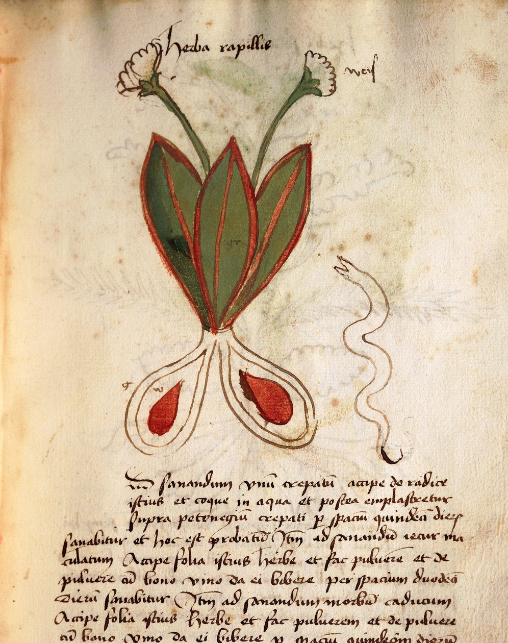 bitki kapillaları by Italian School