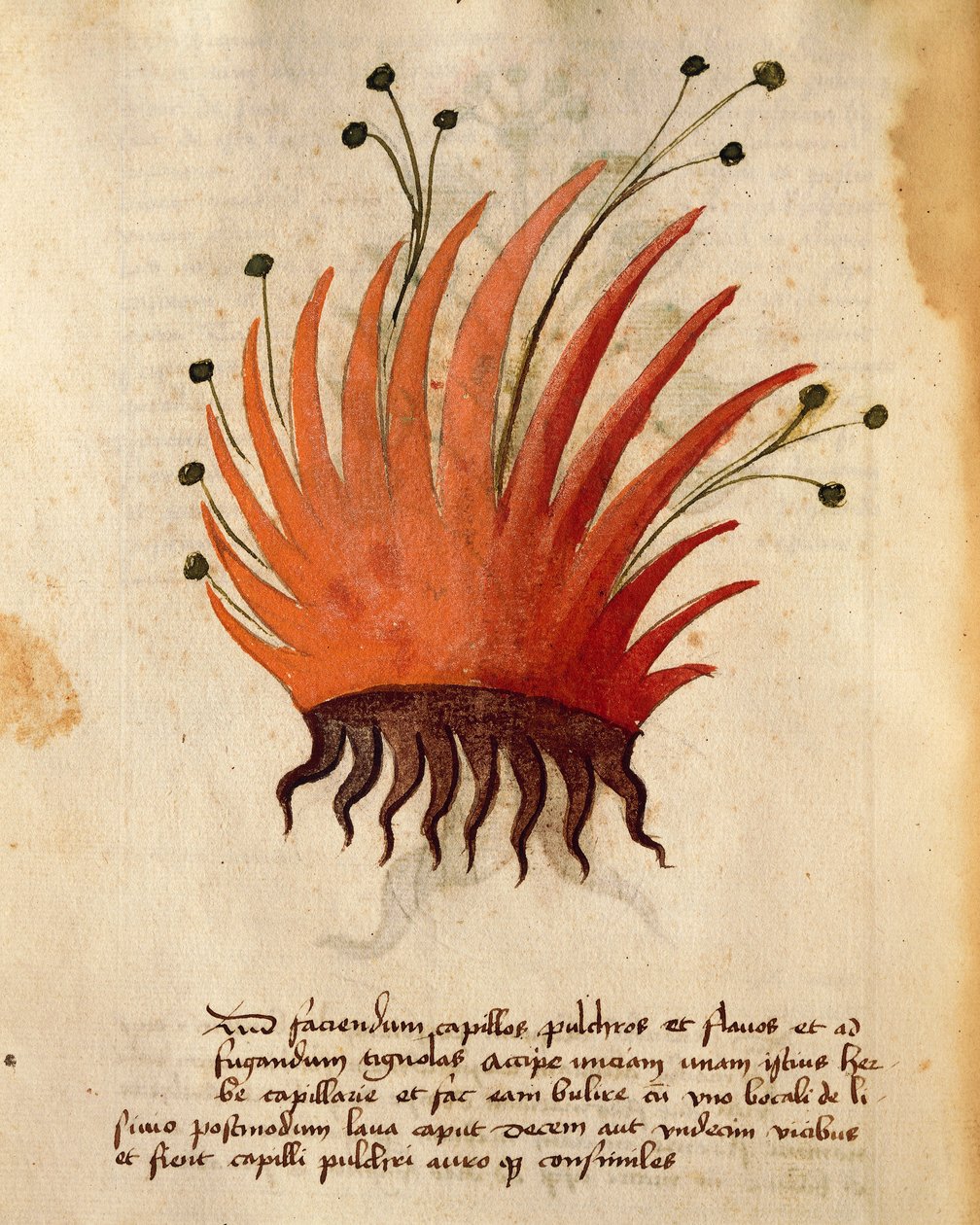 ot saç by Italian School