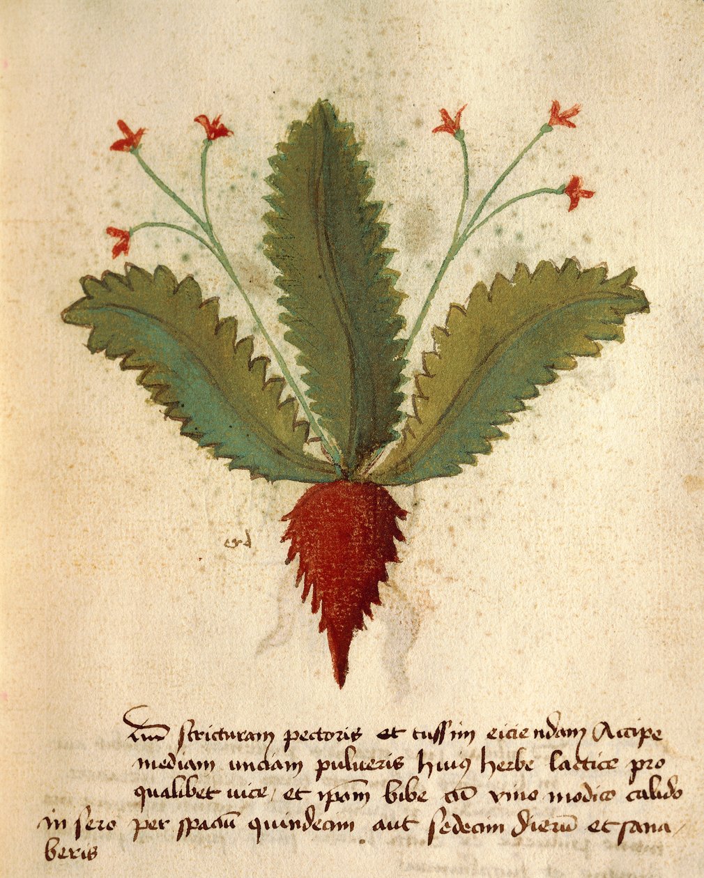 herba laktika by Italian School