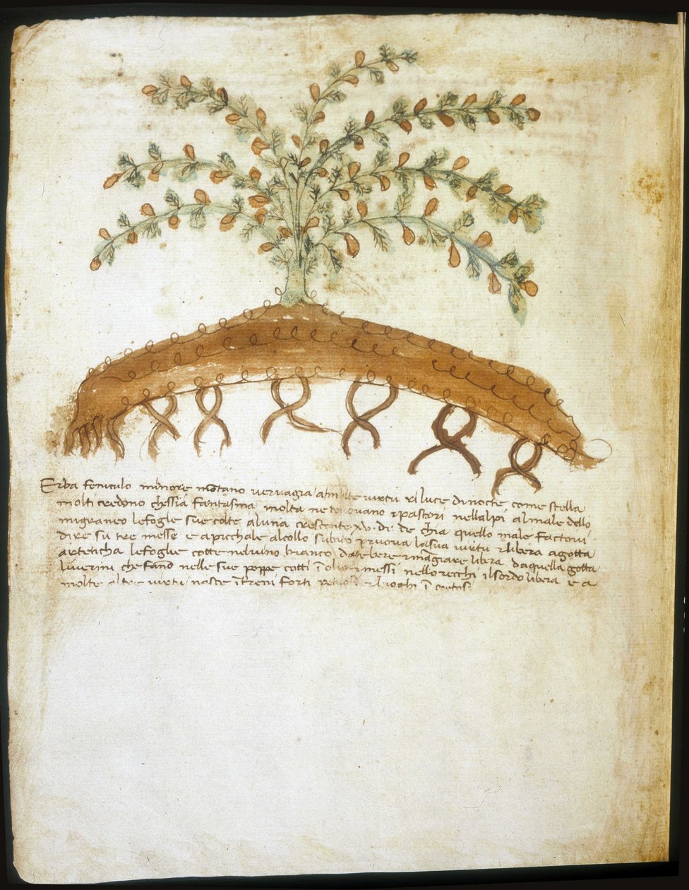 14. yüzyılın herbaryumu. Rimini Belediye kütüphanesi. by Italian School
