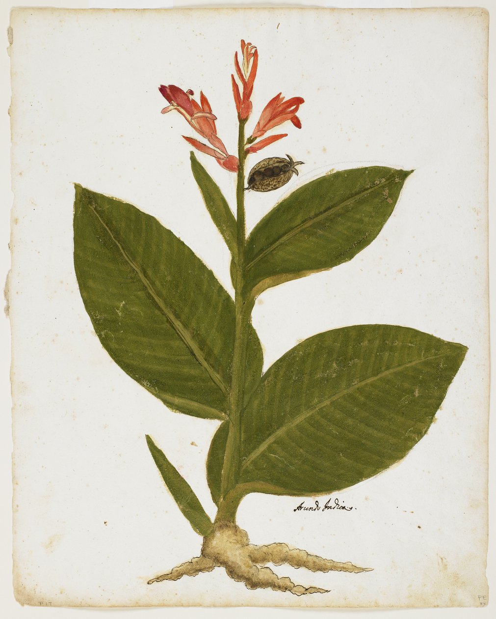 Indian Shot (Canna indica) (kağıt üzerinde wc) by Italian School