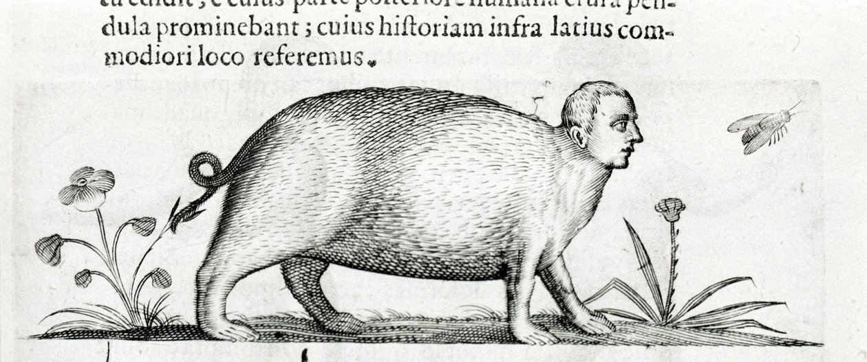 La manticore - Fortunio