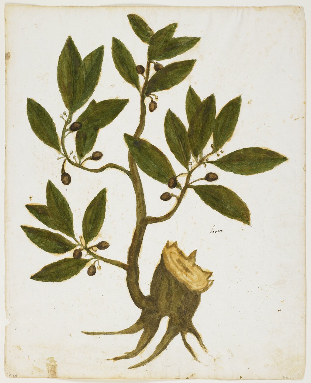 Defne Ağacı (Laurus nobilis) (kağıt üzerinde wc ve tempera) by Italian School
