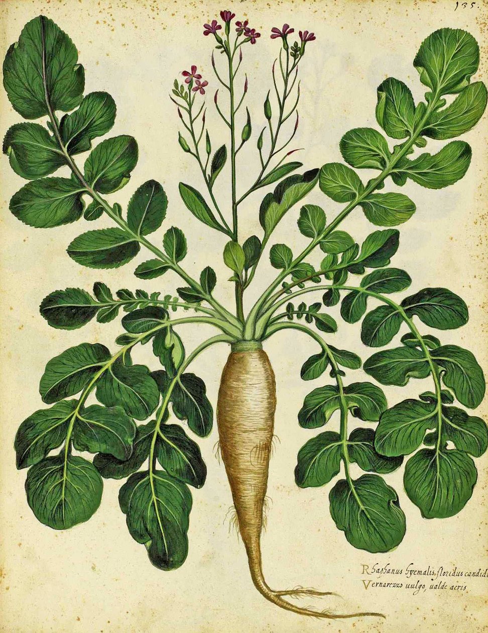 Ulisse Aldrovandi