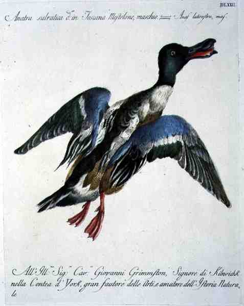 Mallard in Flight, c.1767-76 (el renkli gravür) by Italian School