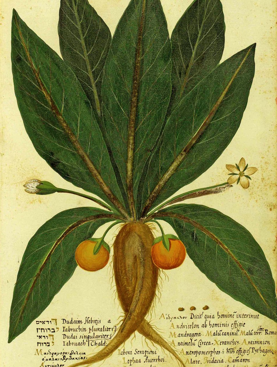Ulisse Aldrovandi tarafından Mandrake by Italian School