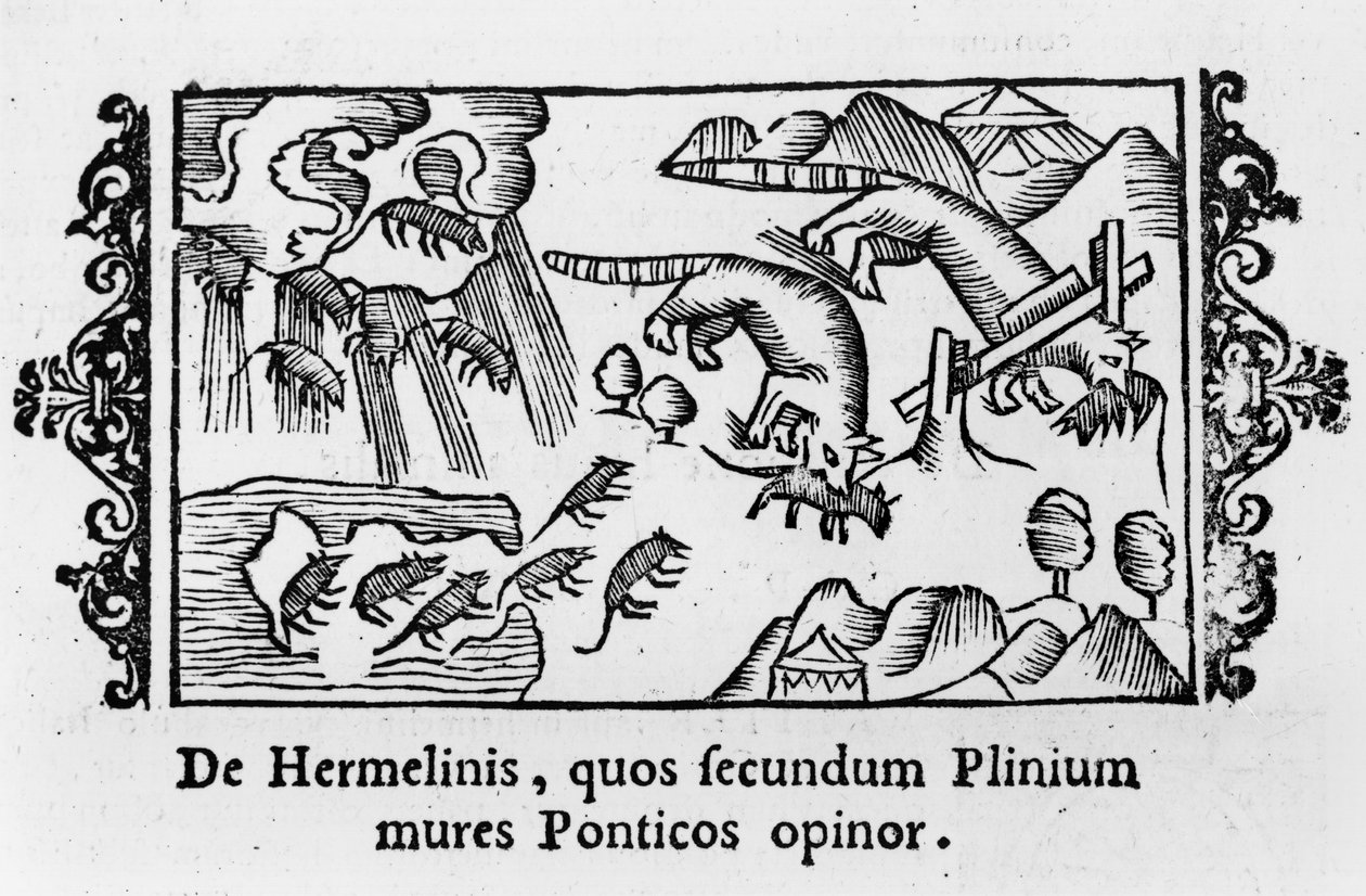 Olaus Magnus