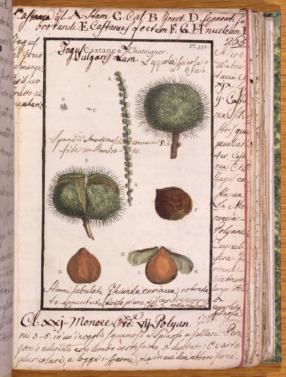 Ms 115 Chestnut, Dizionario di Botanica