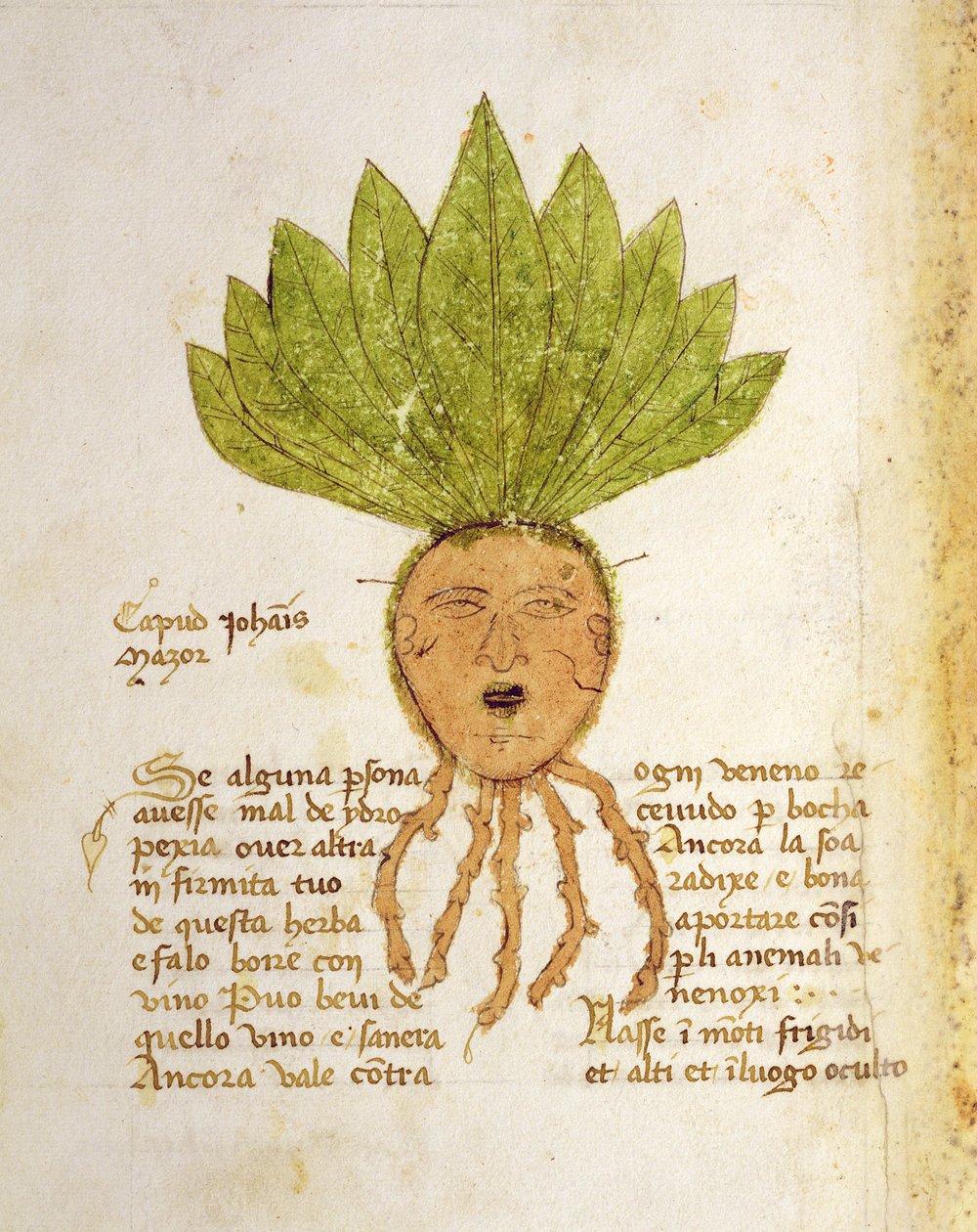 Bayan 1591 Fol.18v. John Mazor