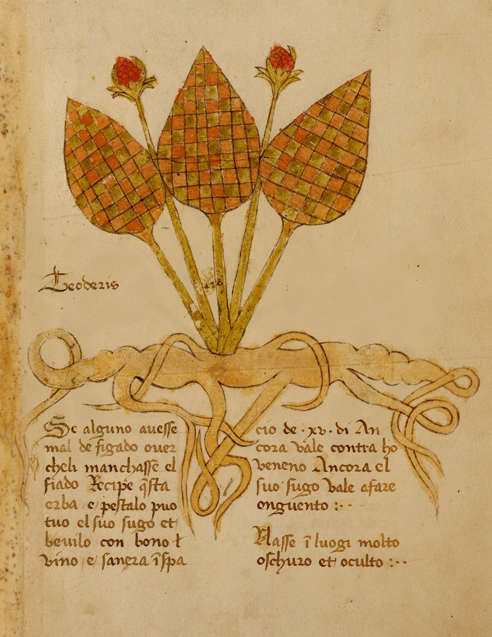 Ms 1591 Fol.19r Bitki Teoderis (parşömen üzerinde) by Italian School