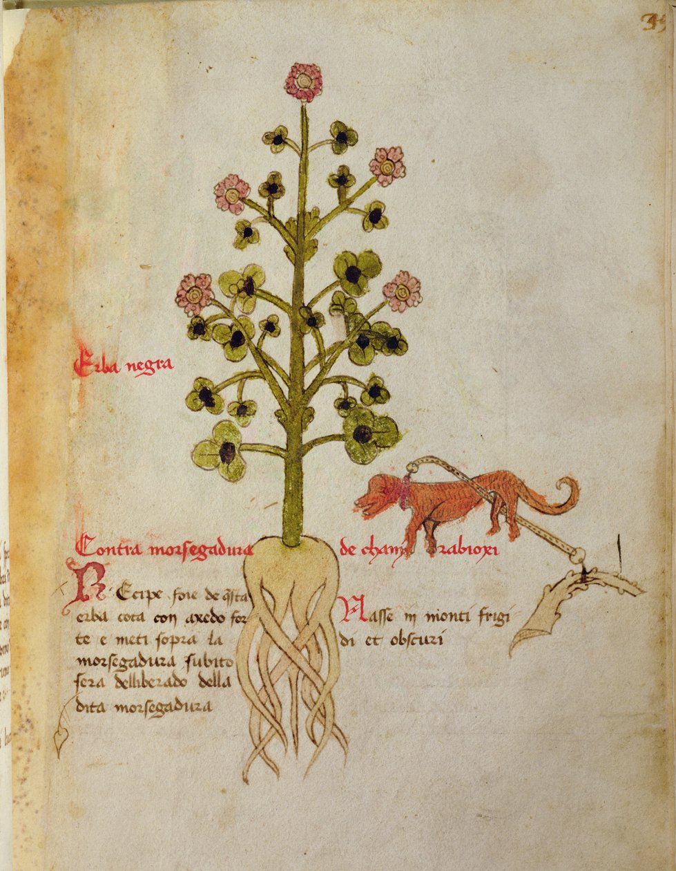 Ms 1591 Fol.38r Herba negra (parşömen) by Italian School