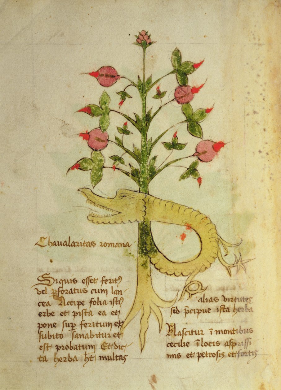 Ms 1591 Fol.6v Herb Chavalaritas Romana, 15. yüzyılın sonları (parşömen üzerinde) by Italian School