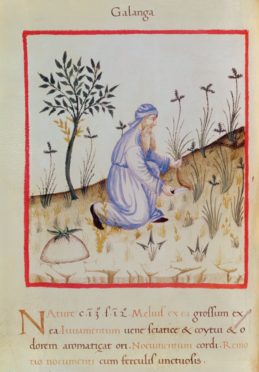 Ms 3054 f.22 Havlıcan hasadı, 