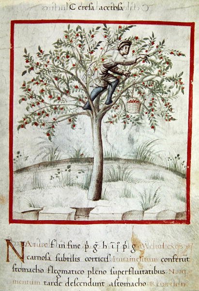 Ms 3054 f.25 