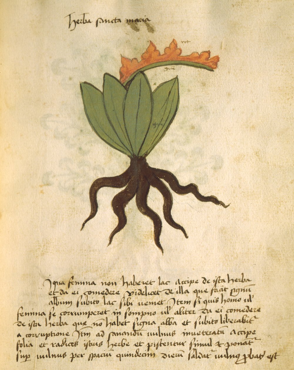 Ms 320 M Fol.28r Herb Santa Maria, Herbarius Kitabından ve Orgione Rizzardo tarafından ilaç hazırlama yöntemleri by Italian School
