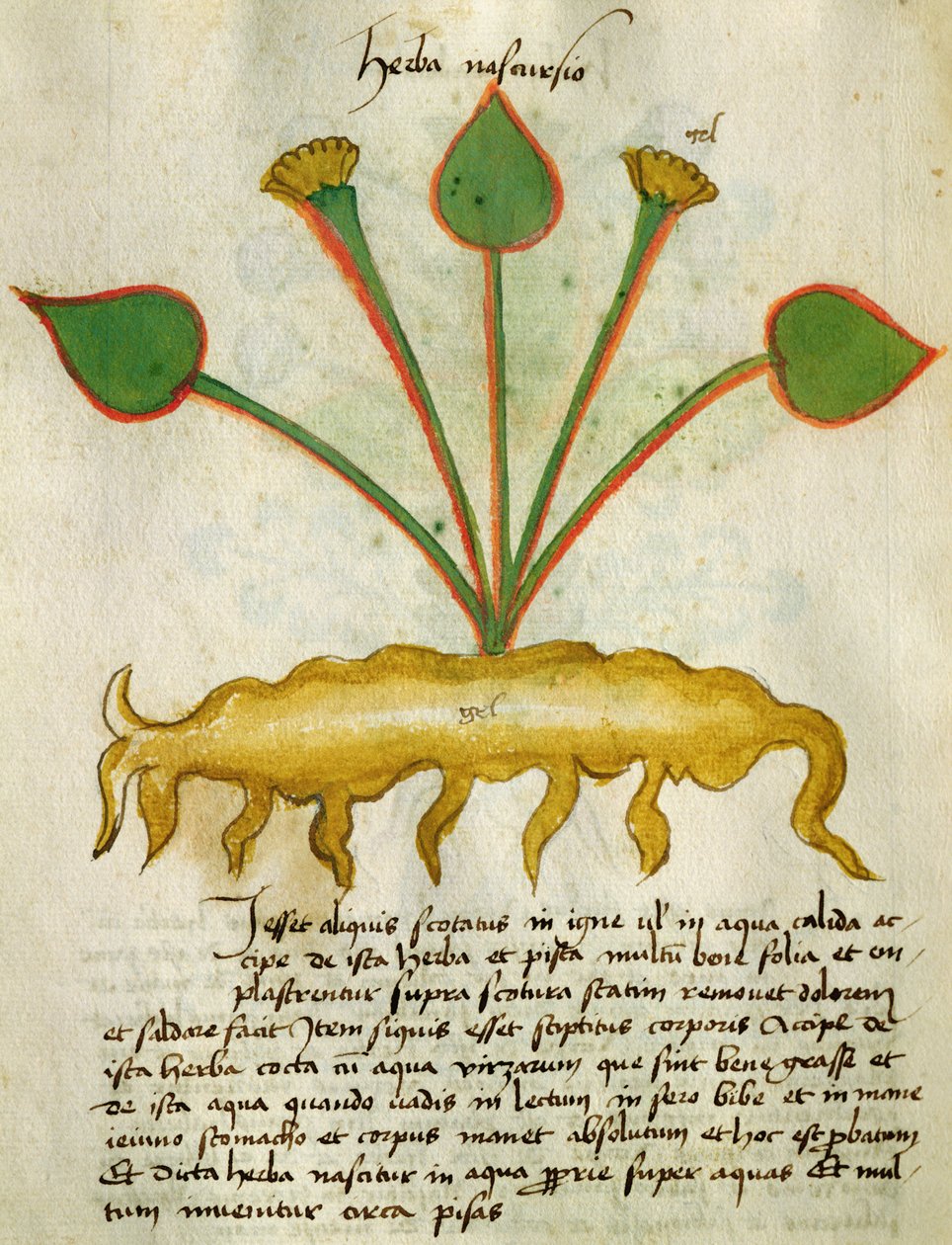 Ms 320 M Fol.29v Herba Nastrusio, Orgione Rizzardo