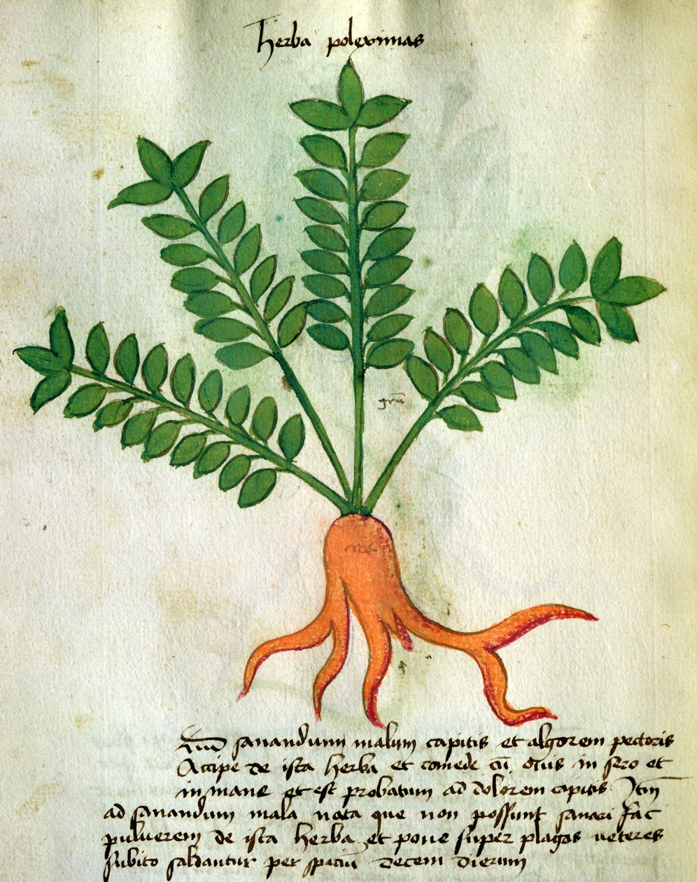 Ms 320 1000 Fol.31 Herba Poleximas, 