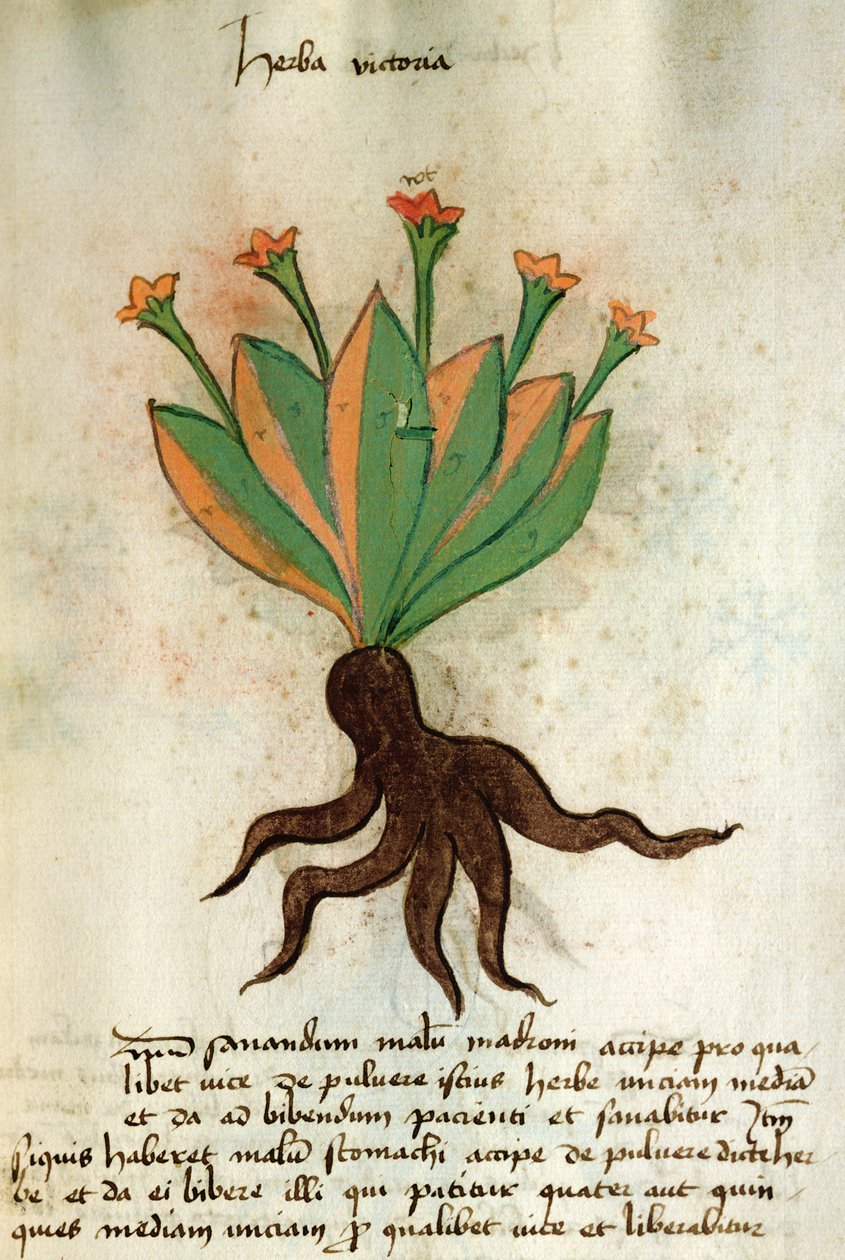 Ms 320 1000 Fol.34r Herba Victoria, 
