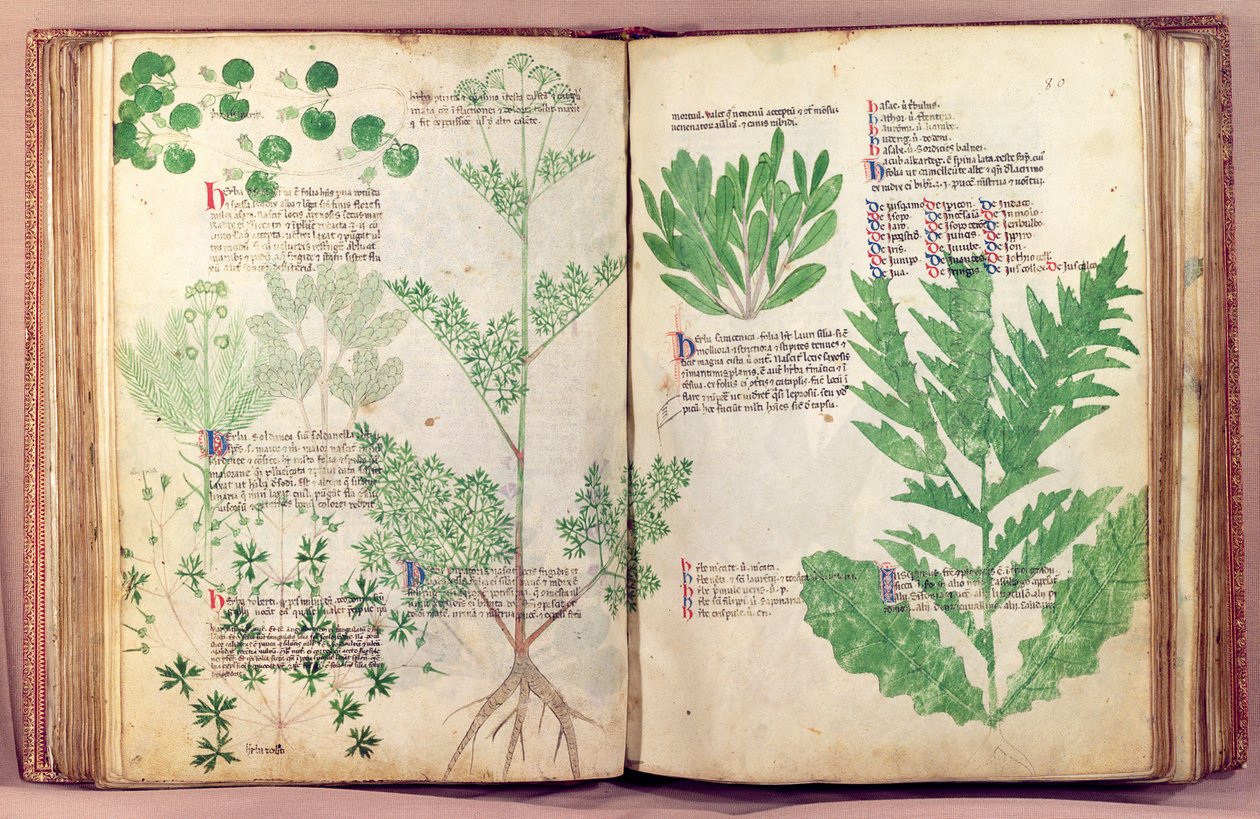 Ms Lat 6823 fol.19v & De Herbis