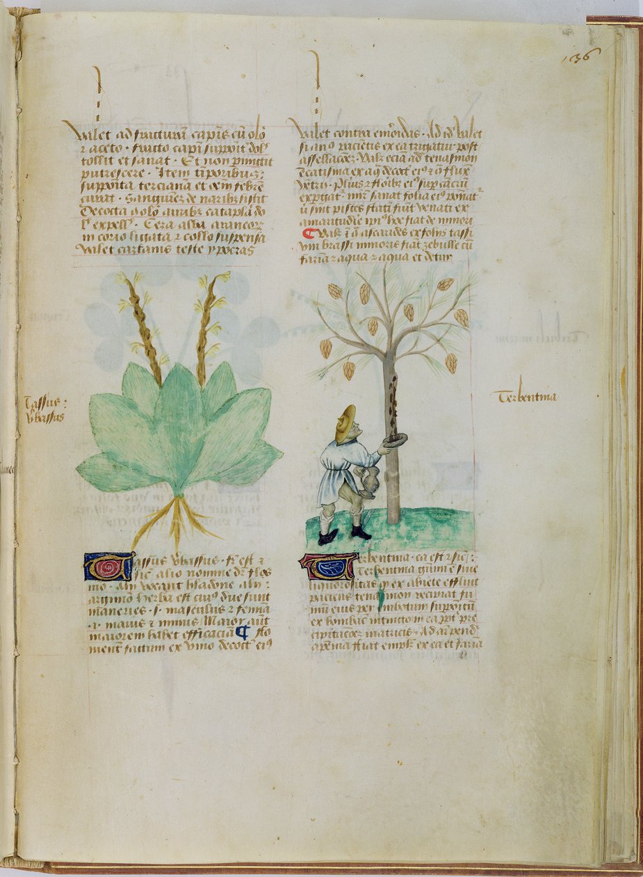 Ms Lat 993 L.9.28 fol.136r Pedanius Dioscorides