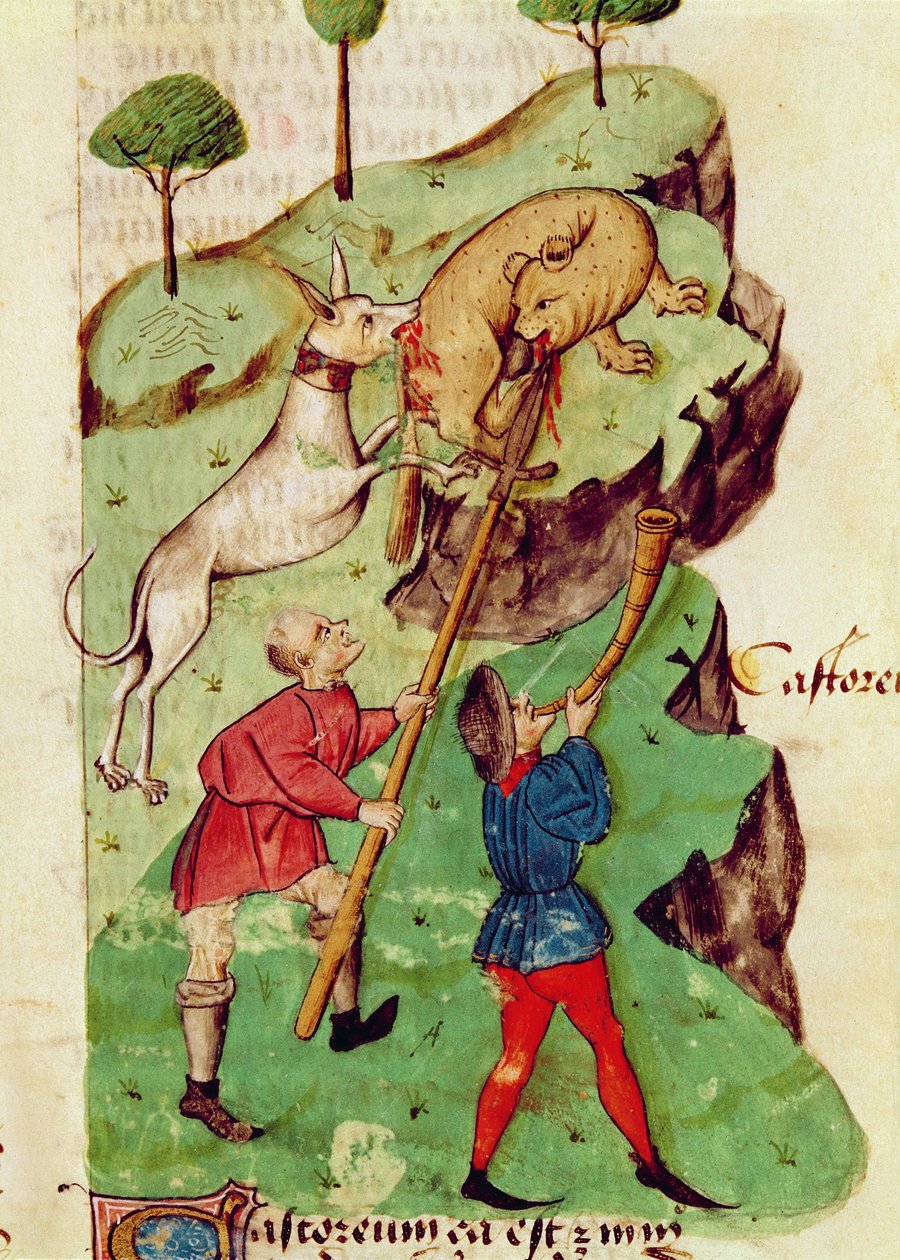 Ms Lat 993 fol.35r The Hunt, Dioscorides