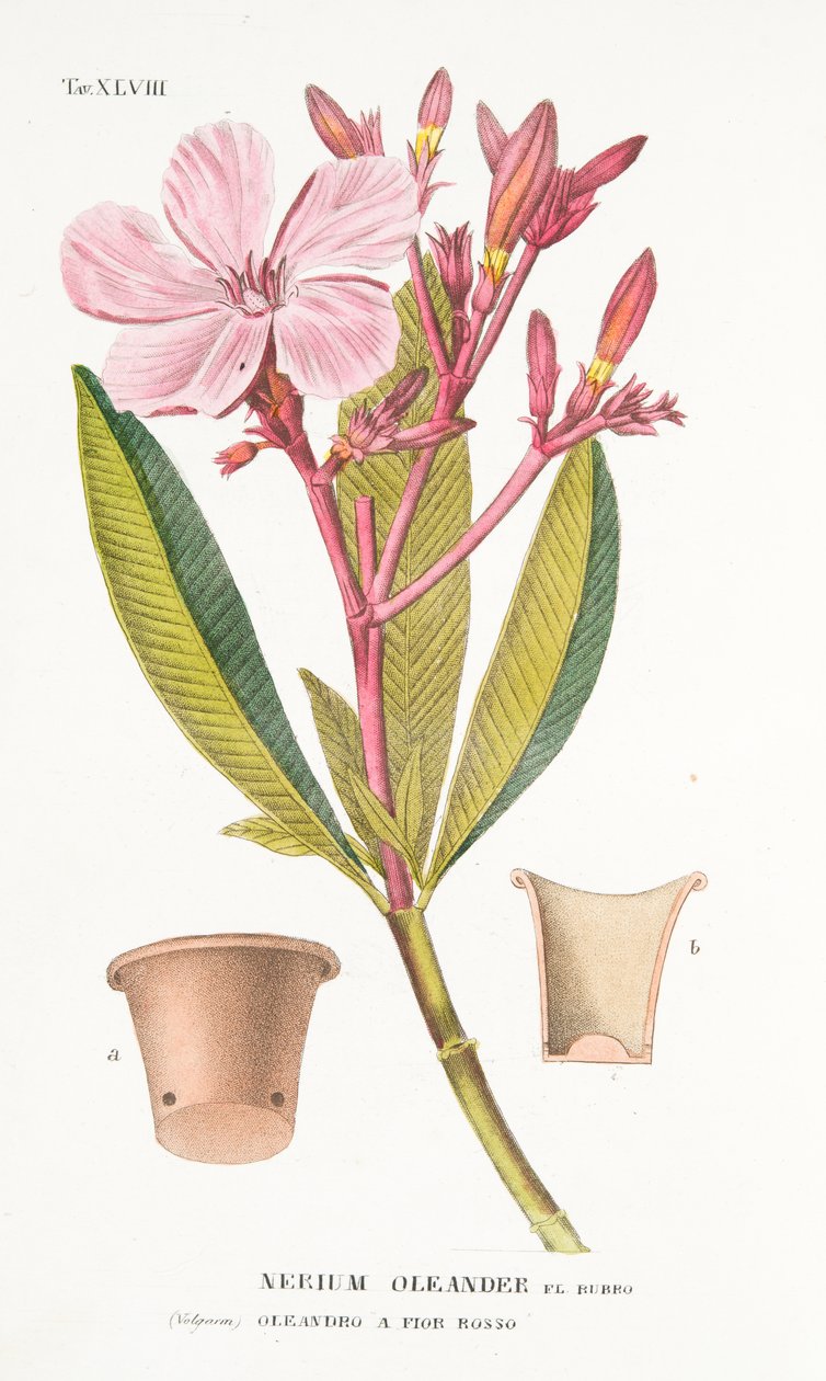 Nerium Oleander el Bubro, Plaka XLVIII, Antotrophy That is DeFiori Yetiştirme, Antonio Piccioli tarafından, yayın 1834 by Italian School
