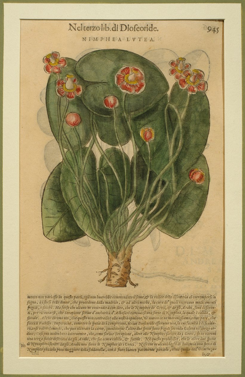 Nimphea Lutea, Venedik