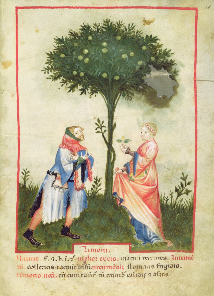Nouv Acq Lat 1673 fol.18 Limon Hasadı, Tacuinum Sanitatis