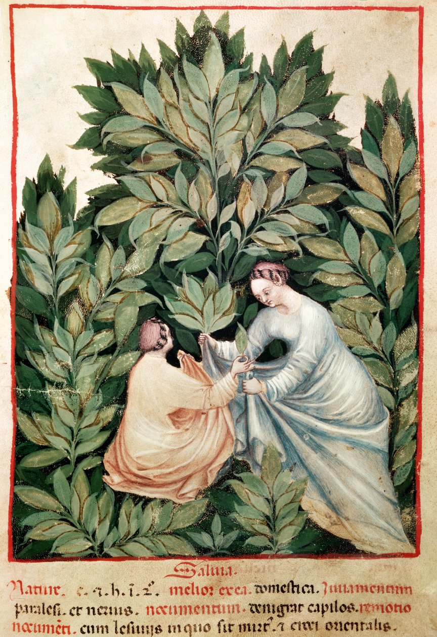Nouv Acq Lat 1673 fol.34 Tacuinum Sanitatis