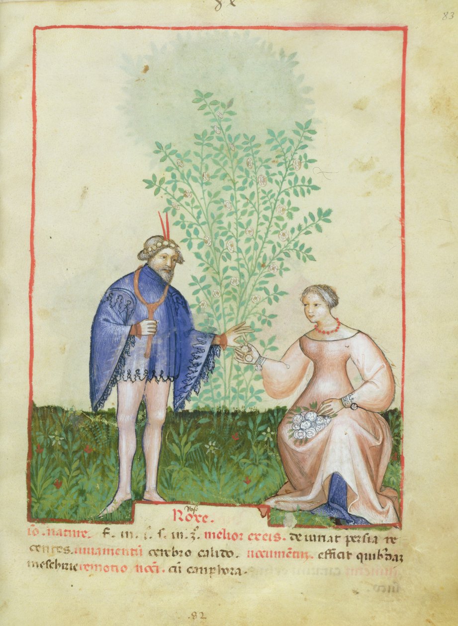 Nouv Acq Lat 1673 fol.83 Güller, Tacuinum Sanitatis