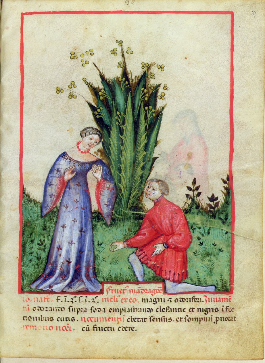 Nouv Acq Lat 1673 fol.85 Mandrake Meyvesi, Tacuinum Sanitatis