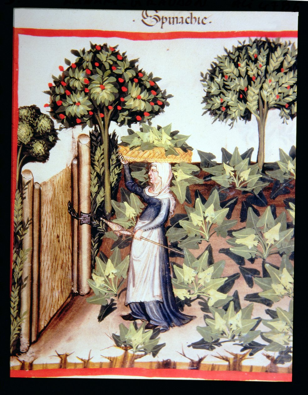 Nova 2644 f.27r Ispanak Hasadı, Tacuinum