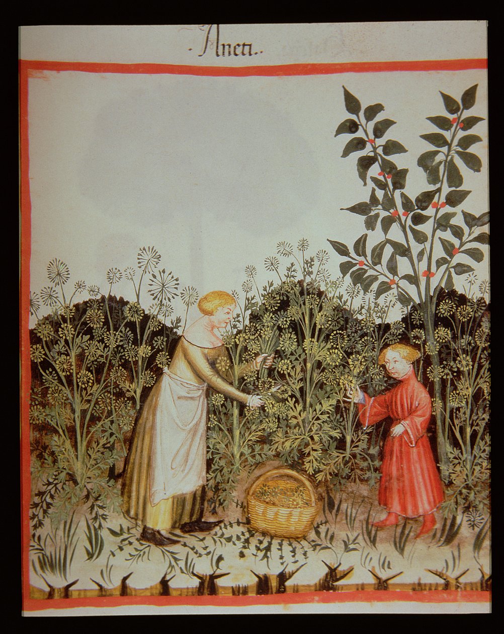Nova 2644 f.32r Toplayıcı Dereotu by Italian School
