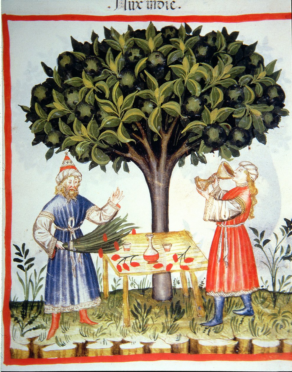 Nova 2644 fol.14r Hindistan cevizi Toplama, Tacuinum Sanitatis