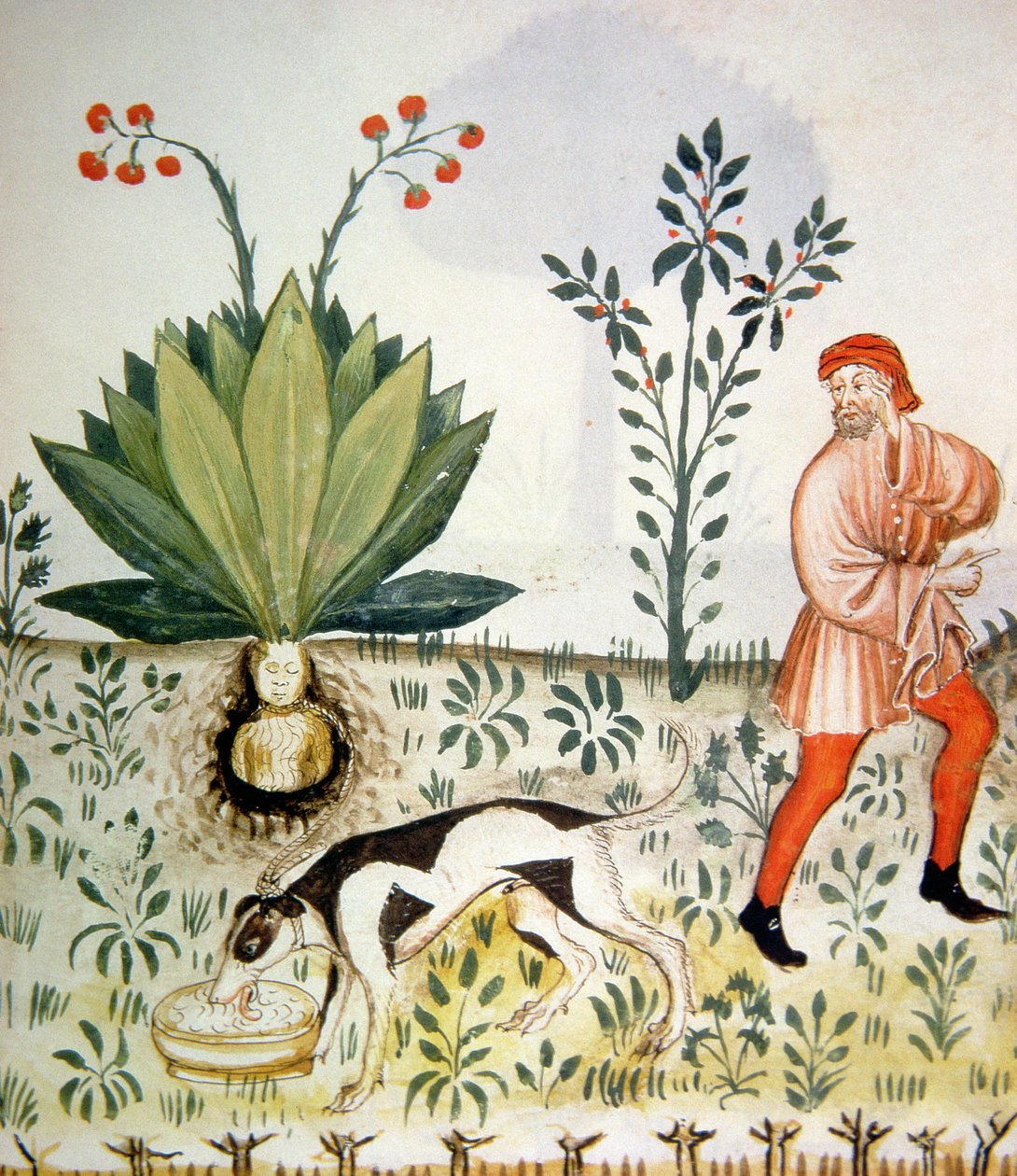 Nova 2644 fol.40r Mandrake, Tacuinum Sanitatis