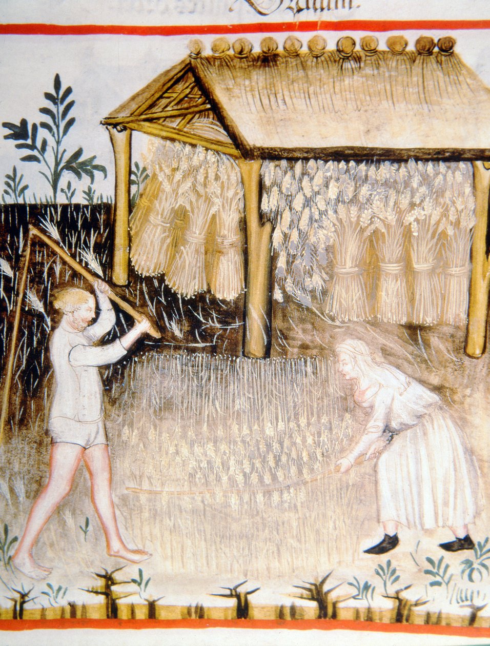 Nova 2644 fol.44r Harman Arpa, Tacuinum Sanitatis