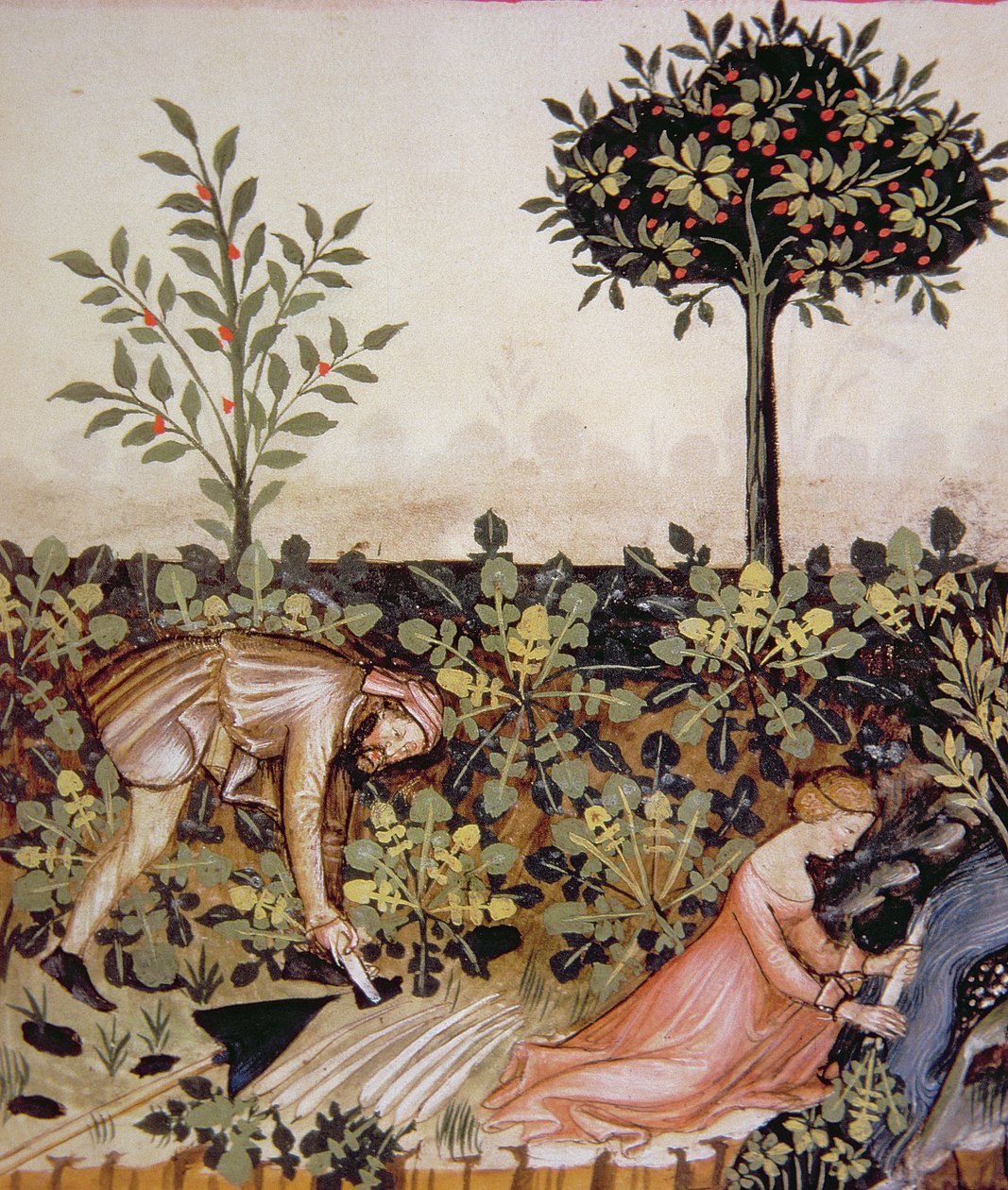 Nova 2644 fol.52r Yabanturpu Hasadı, Tacuinum