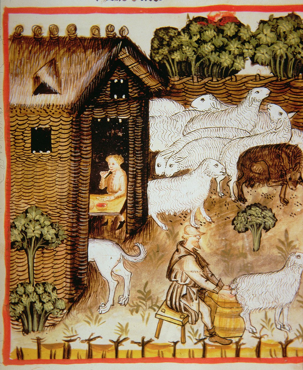 Nova 2644 fol.59r Koyun yetiştiriciliği: Tacuinum Sanitatis