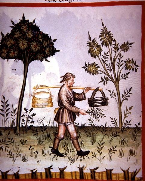 Nova 2644 fol.61v Kesilmiş süt, 