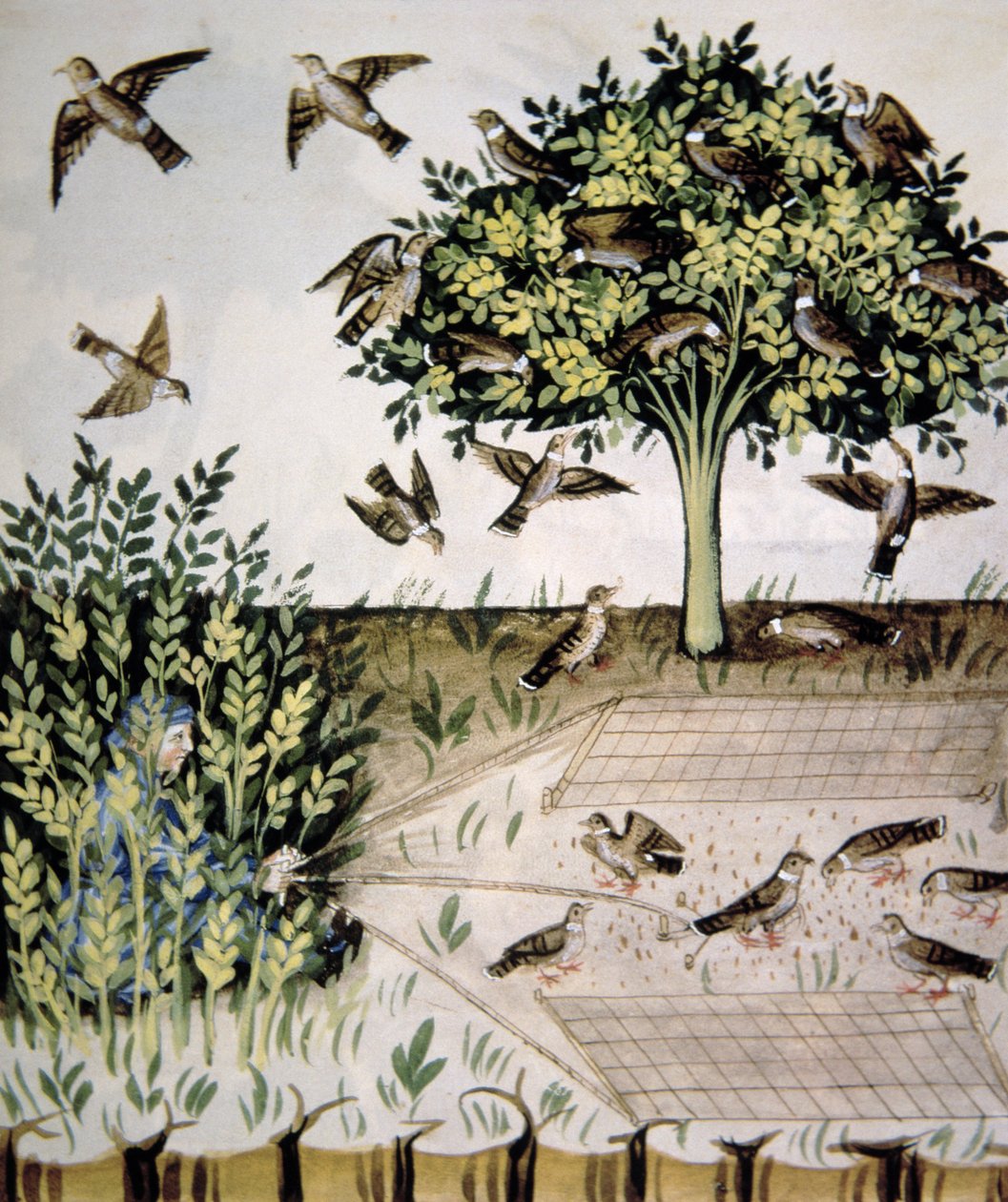 Nova 2644 fol.69r Kaplumbağa Güvercinleri, Tacuinum Santiatis Codex Vindobonensis