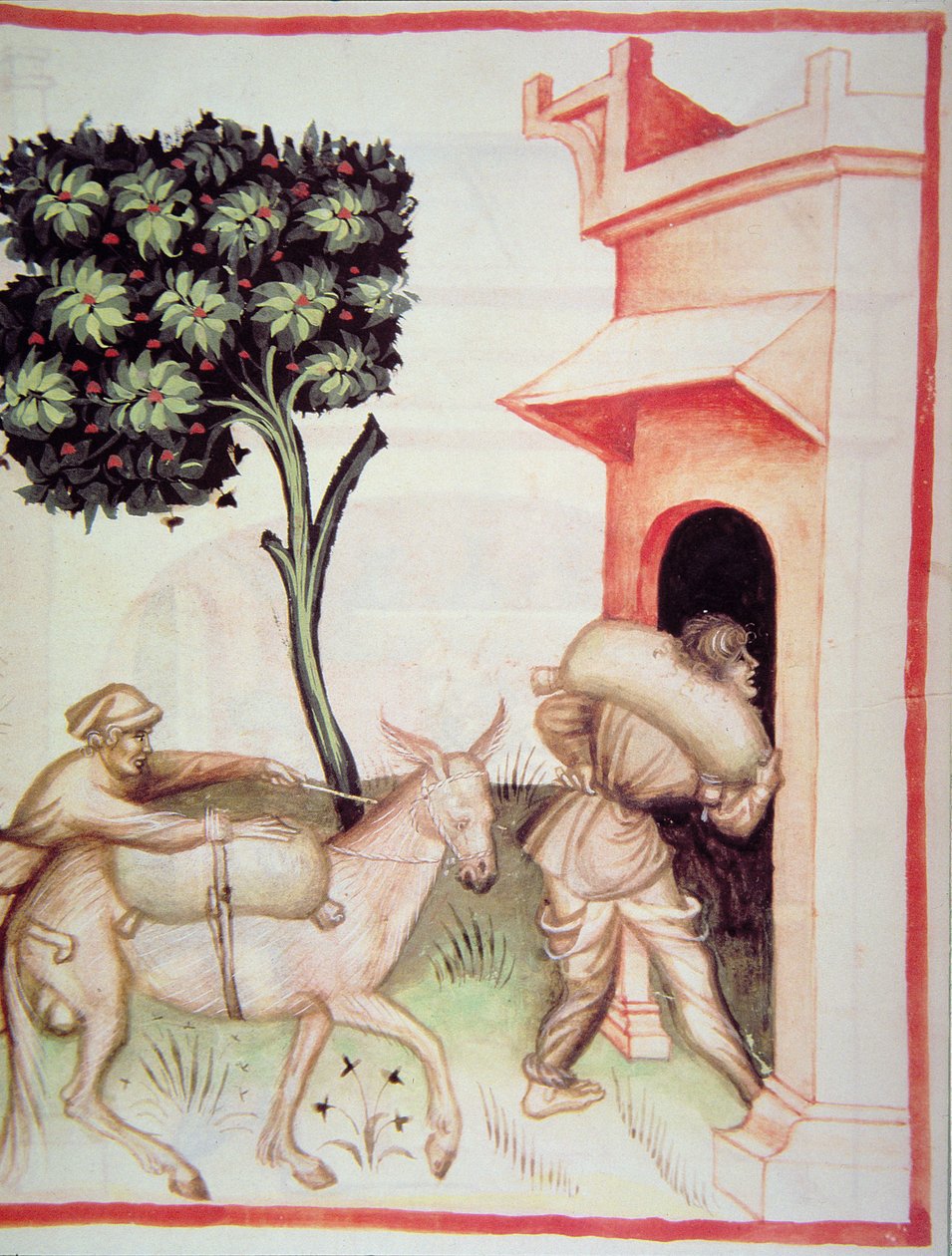 Nova 2644 fol.91v Zeytinyağı: Tacuinum Sanitatis