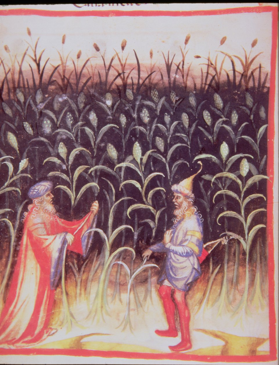 Nova 2644 fol.92v Şeker Kamışı Yetiştiriciliği, Tacuinum Sanitatis