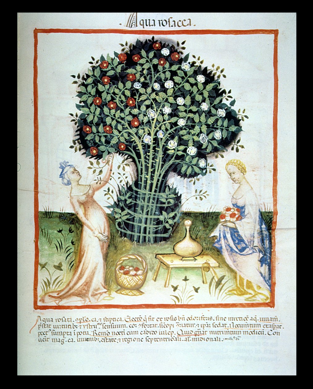 Nova 2644 fol.93r Gül Suyu, Tacuinum Sanitatis Viyana Kanunu
