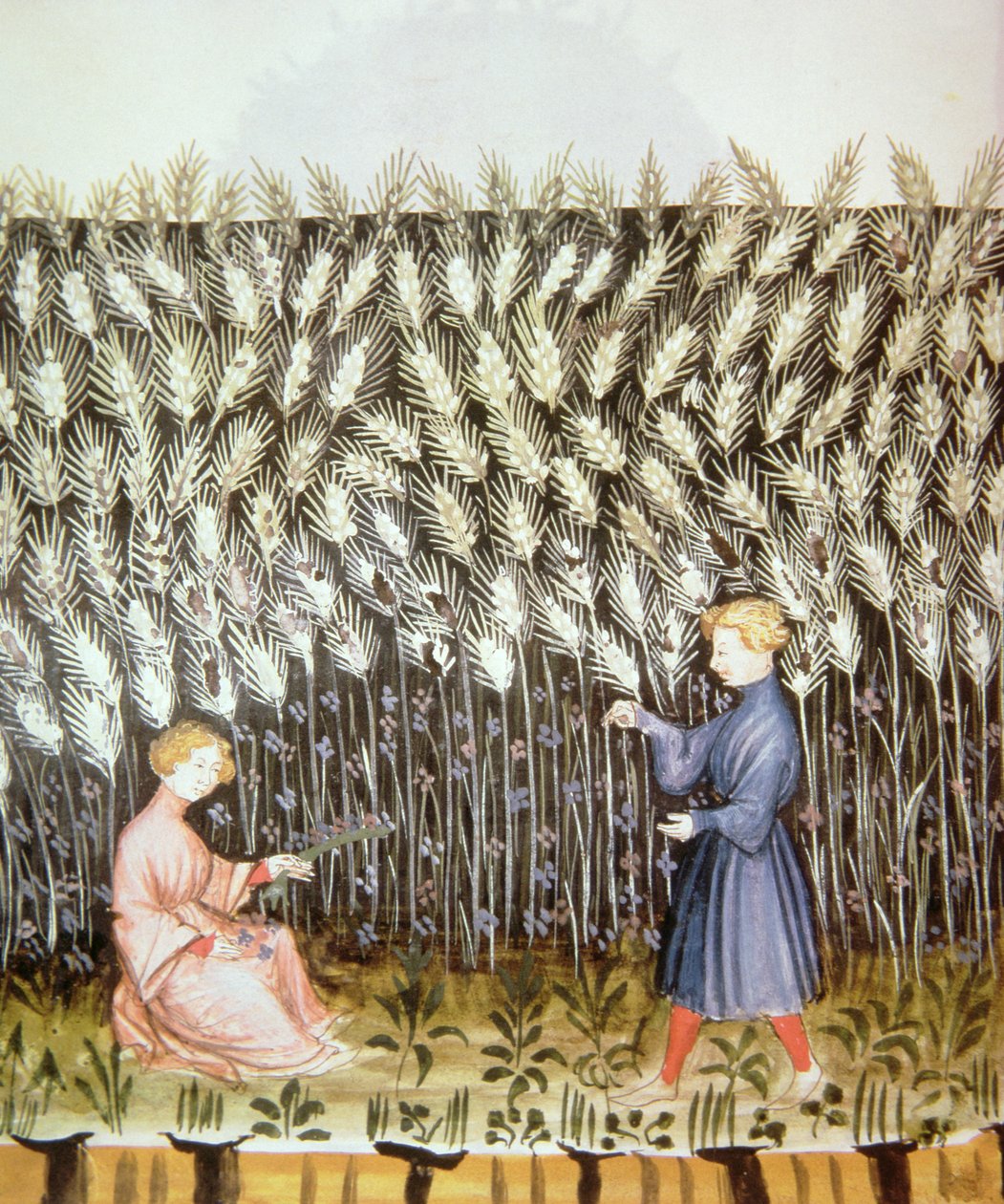 Nove 2644 fol.42v Buğday Hasadı, Tacuinum Sanitatis