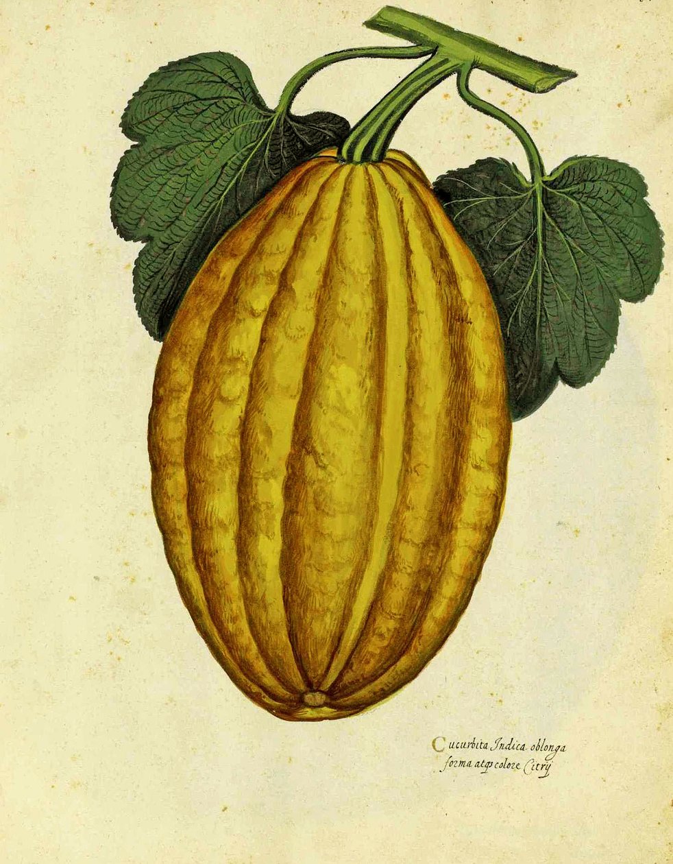 Oblong Squash, Ulisse Aldrovandi by Italian School