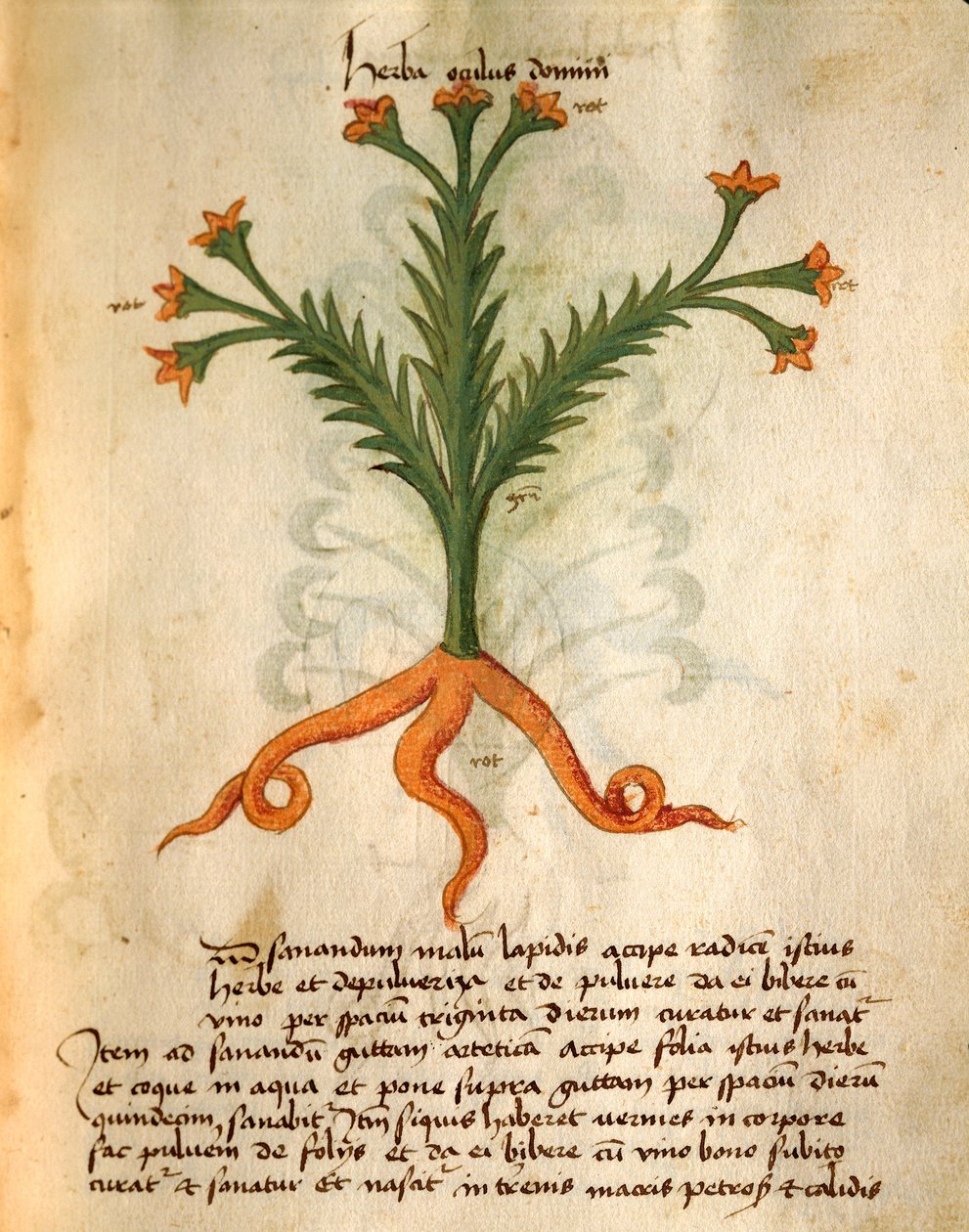 Rabbin gözü by Italian School
