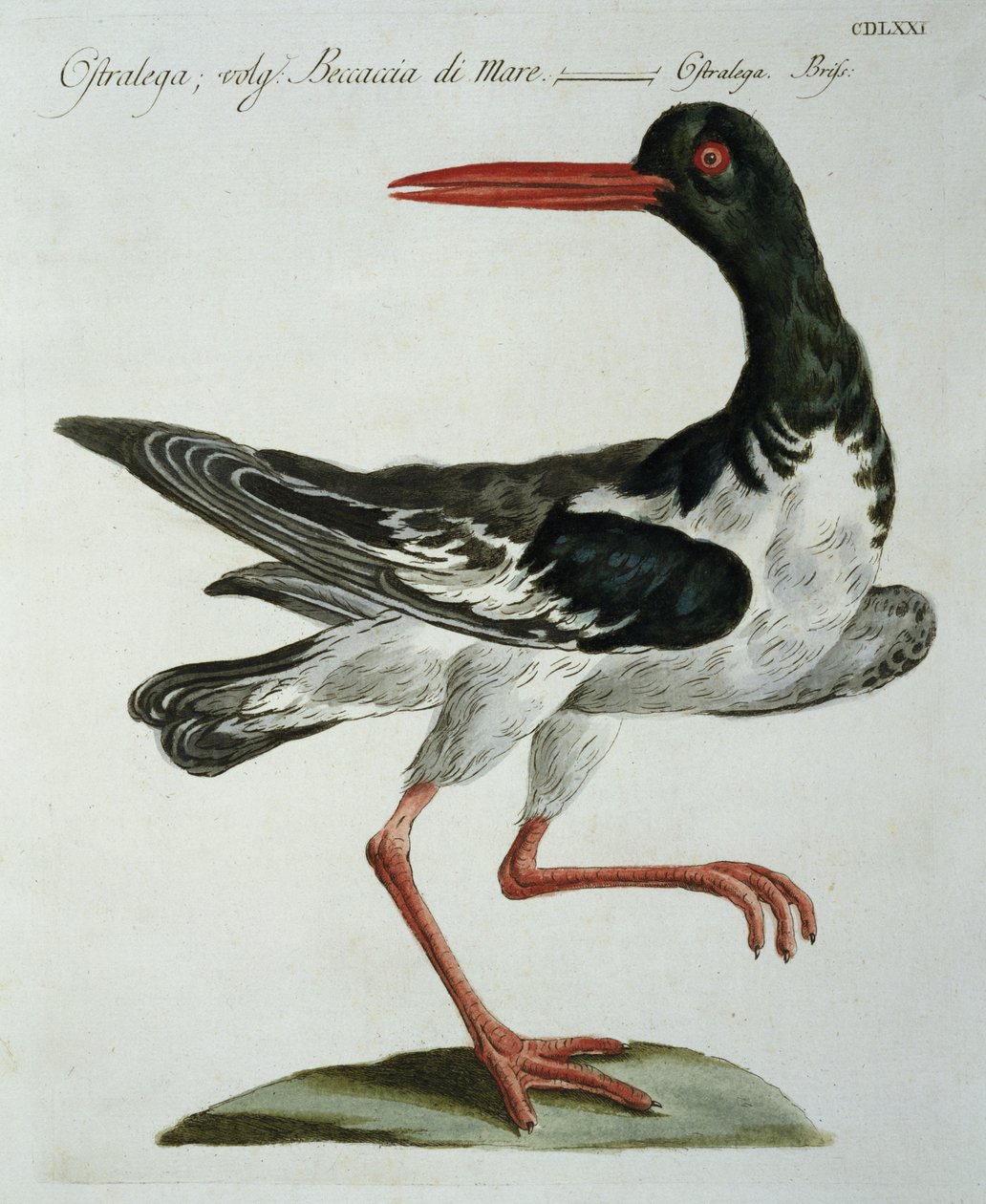 Oyster Catcher, c.1767-76 (el renkli gravür) by Italian School