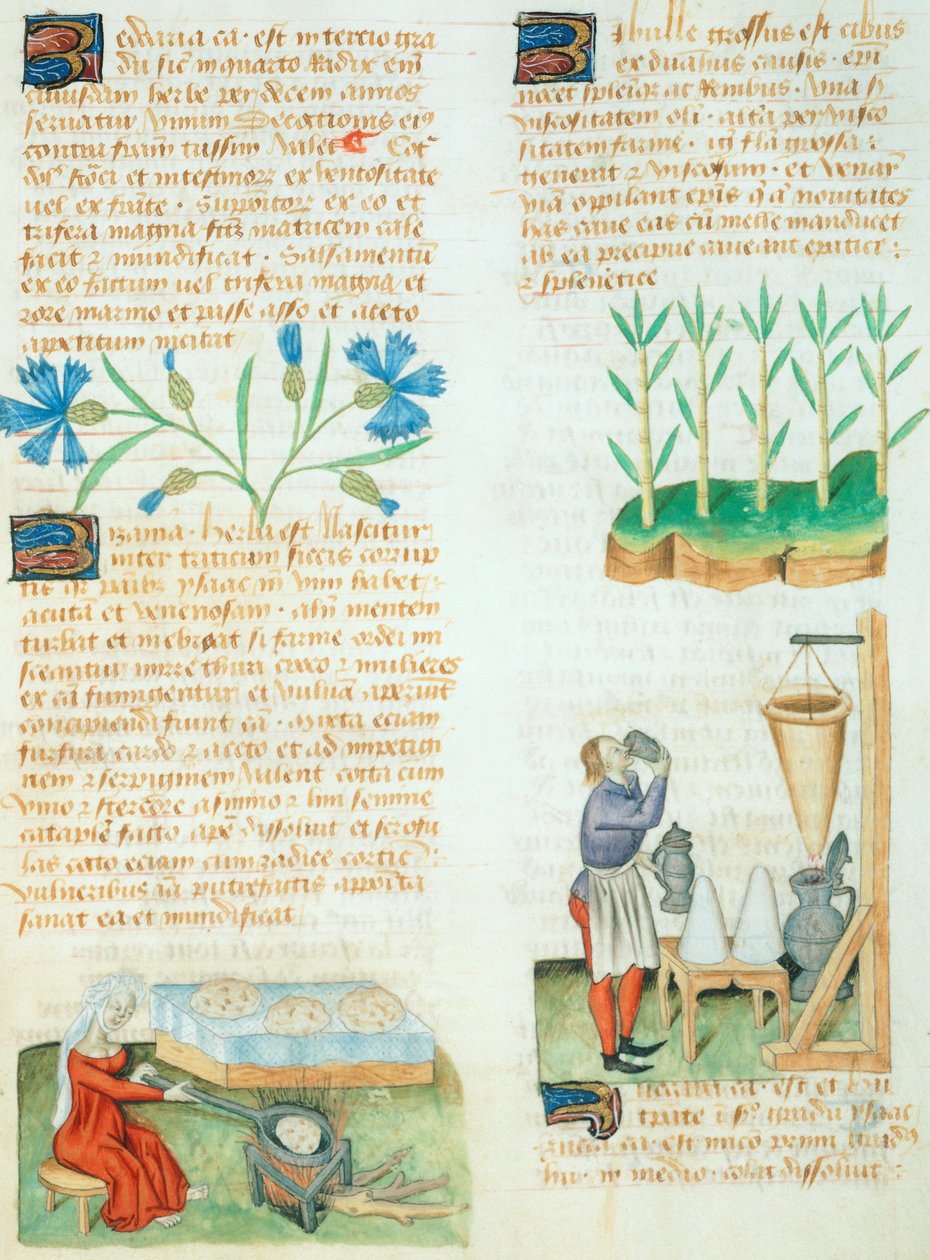 Dioscorides Pedanius'un Tractatus de Herbis'inden bir sayfa by Italian School