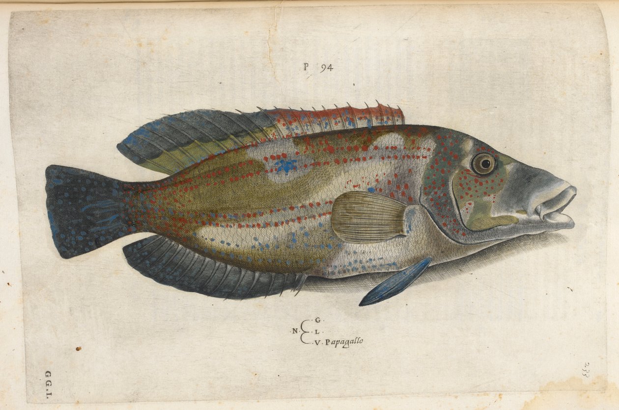 Papagallo (Nematistius pectorialis), Ippolito Salviani