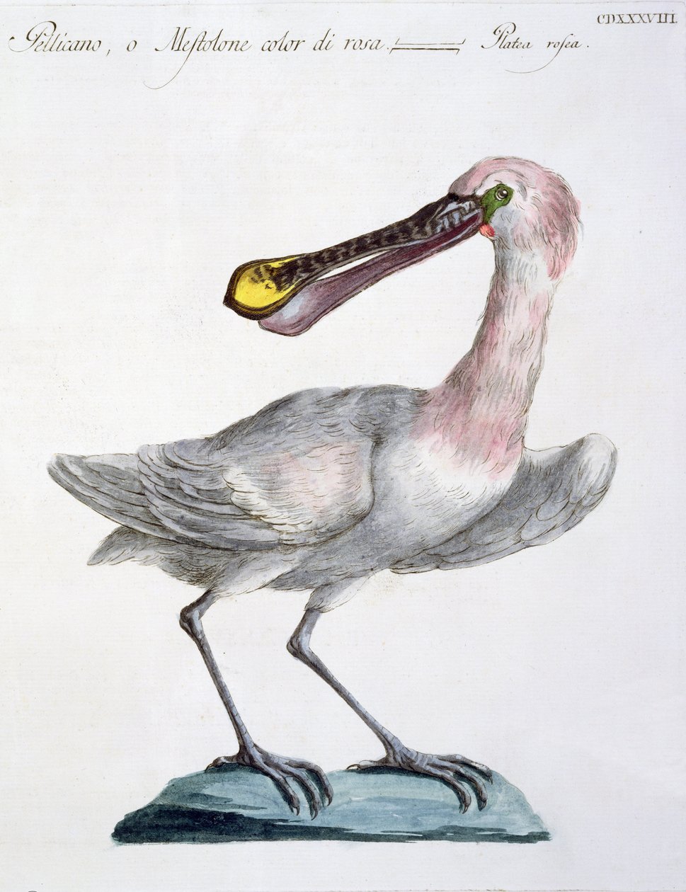 Pelikan, c.1767-76 (el renkli gravür) by Italian School